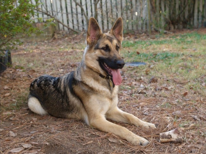 German Shepherd Dog Breed