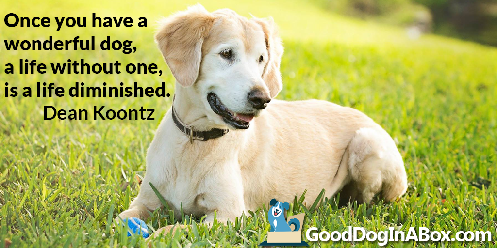 Shareable Dog Quotes From Dean Koontz