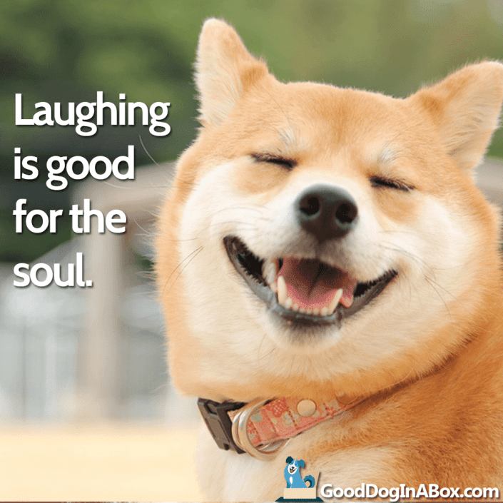 Dog Quotes Laughing