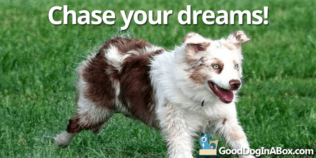 Dog Pictures: Chase Your Dreams - Good Dog in a Box