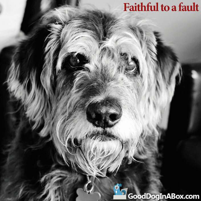 Dog Quotes Faithful to a Fault