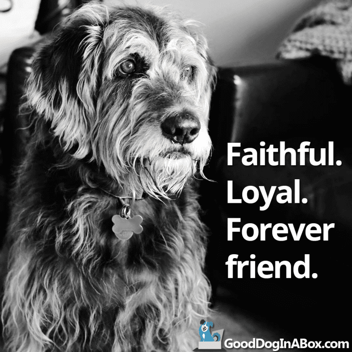 Dog Quotes Forever Friend