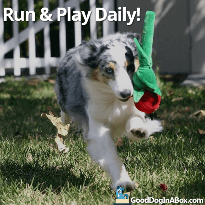 Dog Pictures Run and Play Daily