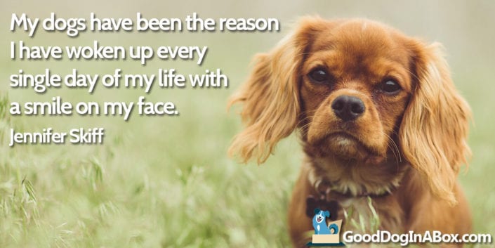 dog-quote-cavalier-king-charles-spaniel-fb1024x512 - Good Dog in a Box