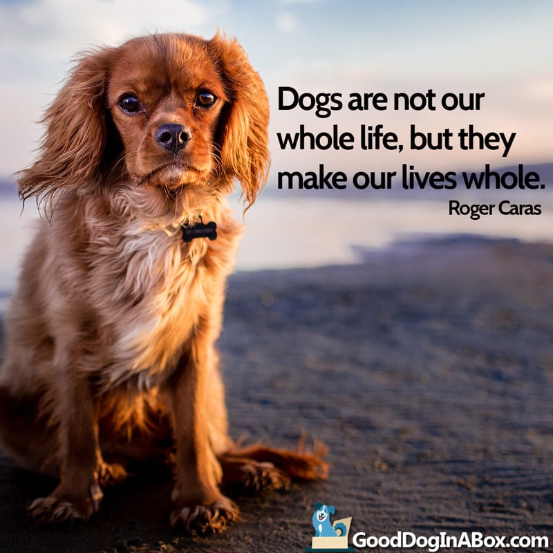 Dogs Love Quotes by Roger Caras from Good Dog in a Box