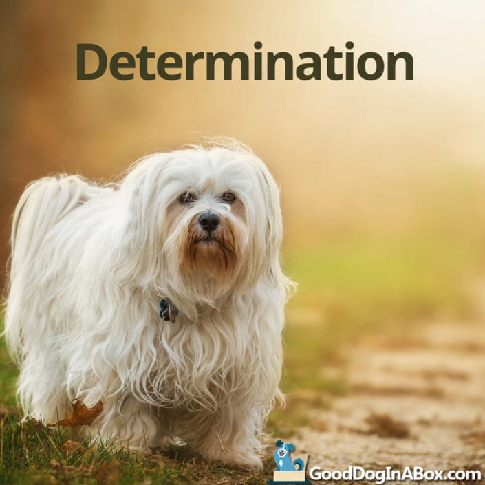 Determination