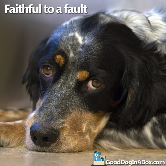 Dog Quotes Spaniel